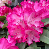 Rhododendron XXL