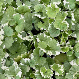 Glechoma hederacea Variegata