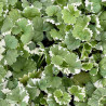 Glechoma hederacea Variegata