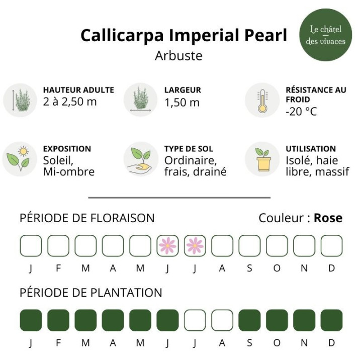 Callicarpa bodinieri Imperial Pearl