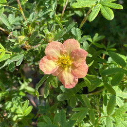 Potentilla fruticosa Bella Apple