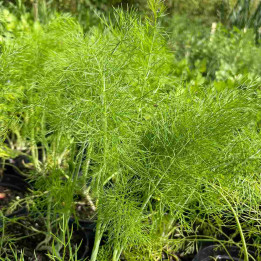 Fenouil vert
