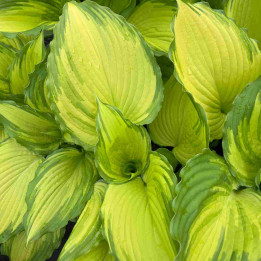 Hosta Amalia