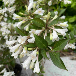 Weigela Black and White