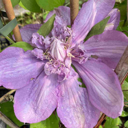 Clematis Proteus