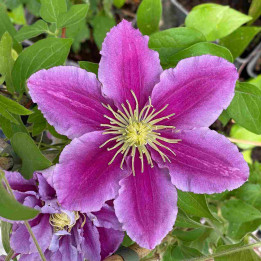 Clematis Piilu