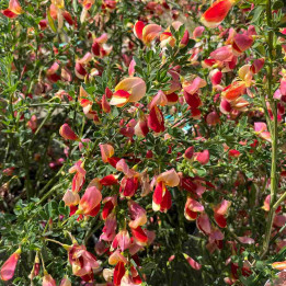 Cytisus scoparius Palette