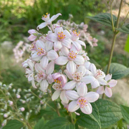 Deutzia Mont Rose