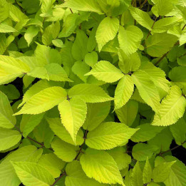 Aralia cordata Sun King