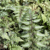 Athyrium niponicum Metallicum