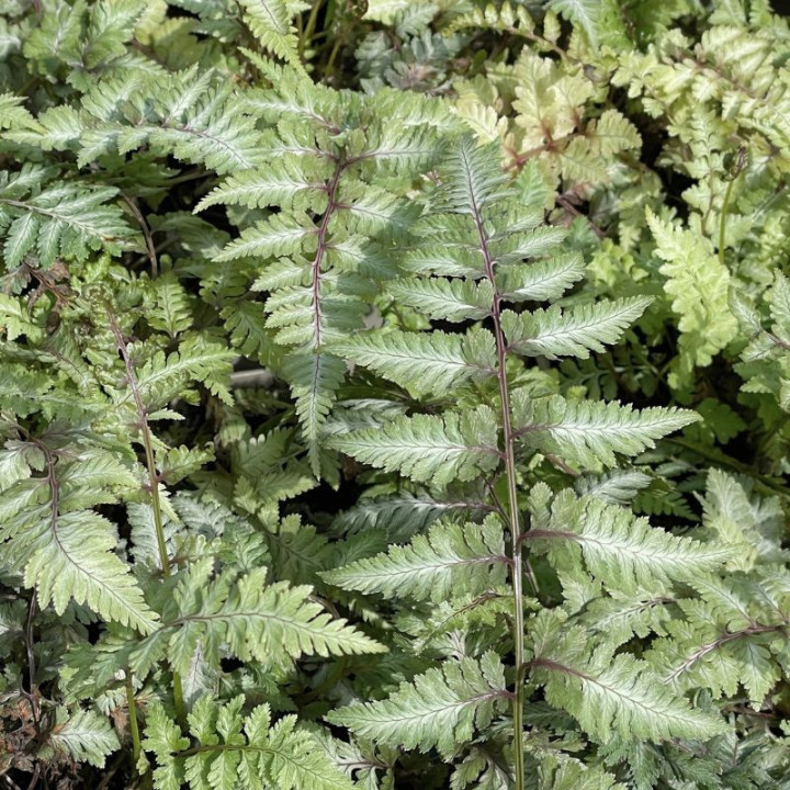 Athyrium niponicum Metallicum