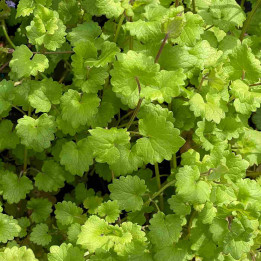 Glechoma hederacea