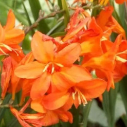 Crocosmia Limpopo en fleurs