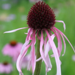 Echinacea pallida