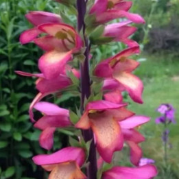 Digitalis illumination Raspberry