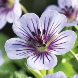Geranium wallichianum Crystal Lake