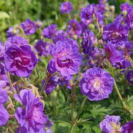 Geranium pratense Plenum Violaceum
