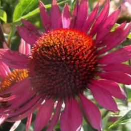Echinacea purpurea Vintage Wine