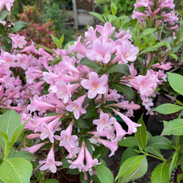 Weigela florida Pink Poppet