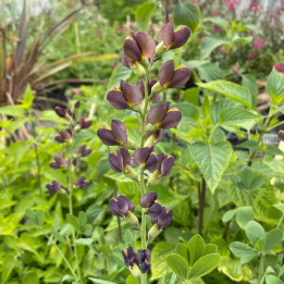 Baptisia Decadence Dutch Chocolate