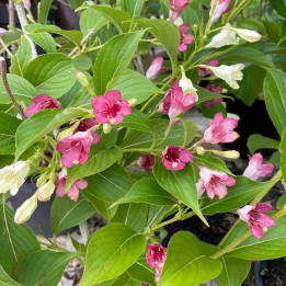 Weigela florida Marjorie