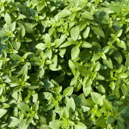 Basilic fin vert