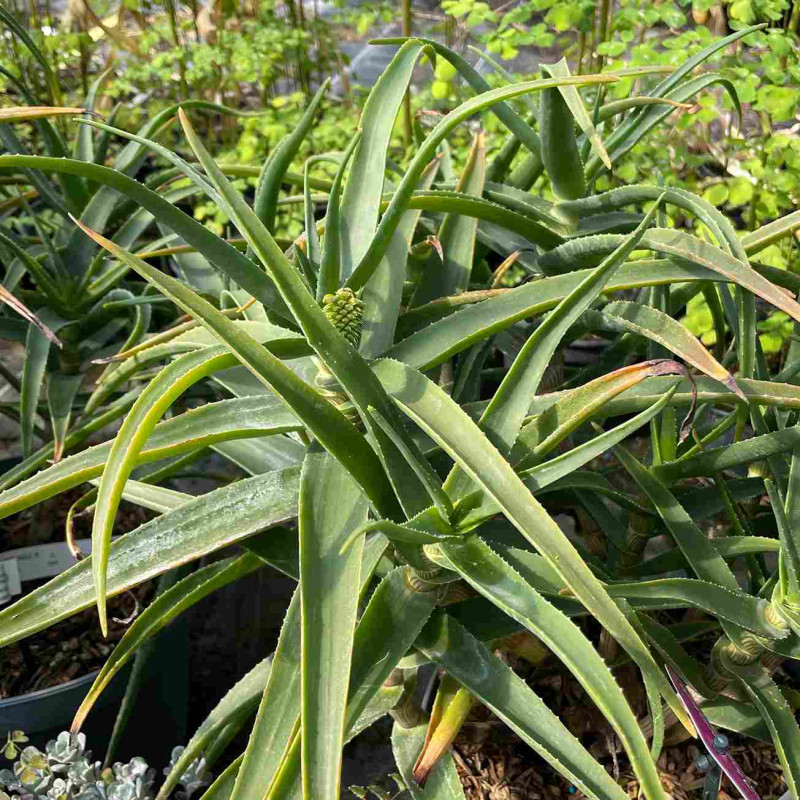 Aloe striatula ArticJungle Aloe striatula ArticJungle