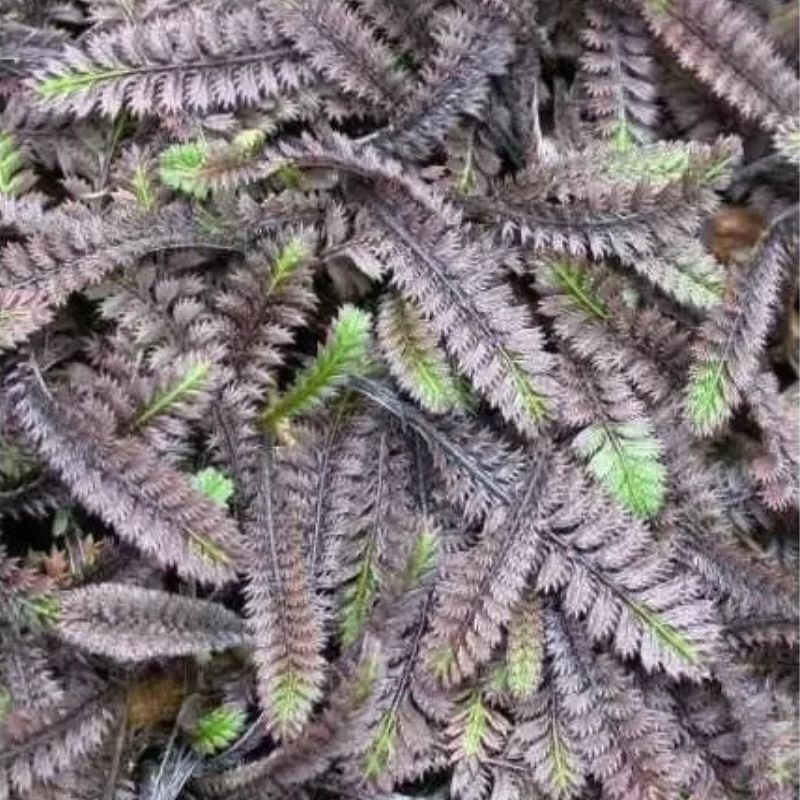 Leptinella squalida Platts Black Leptinella squalida Platts Black