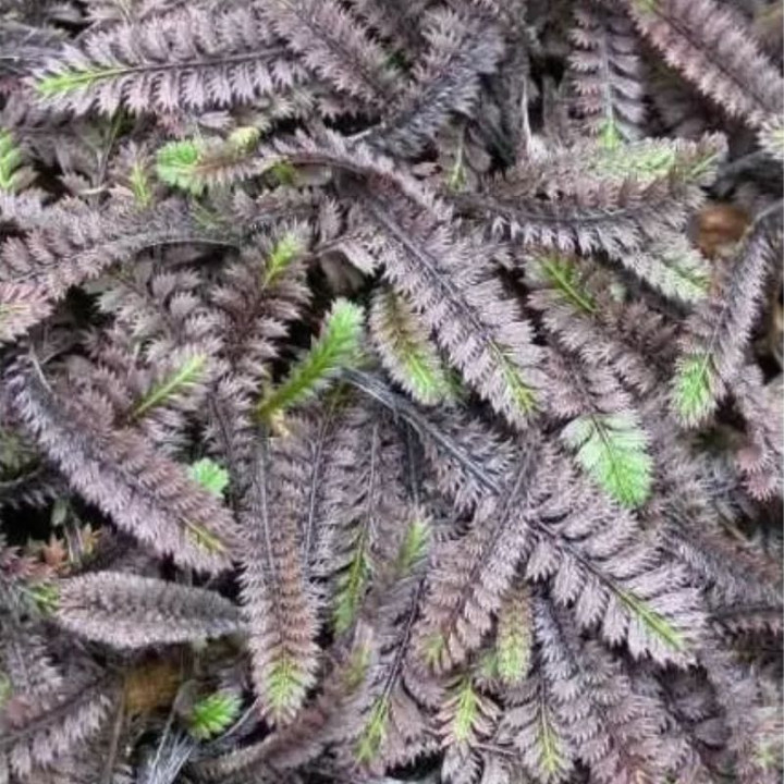 Leptinella squalida Platts Black