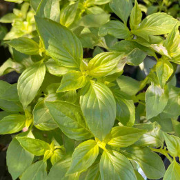 Basilic citron
