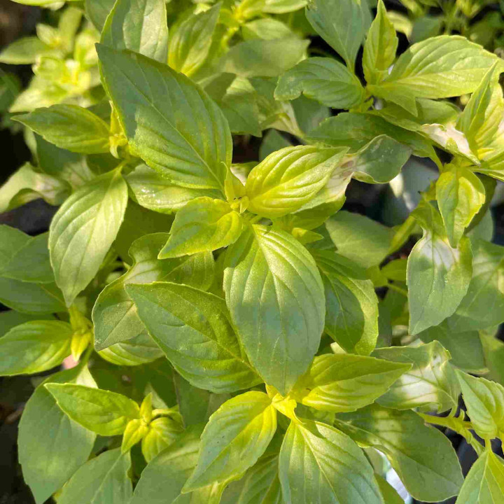 Basilic citron