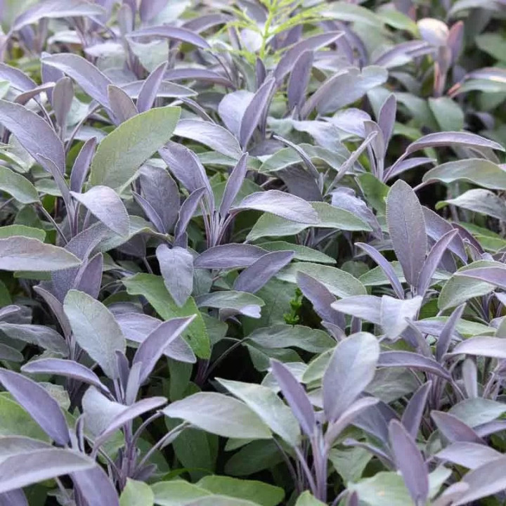 Sauge officinale Purpurascens