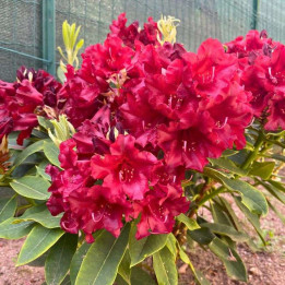 Rhododendron Black Magic