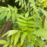 Valeriane officinale