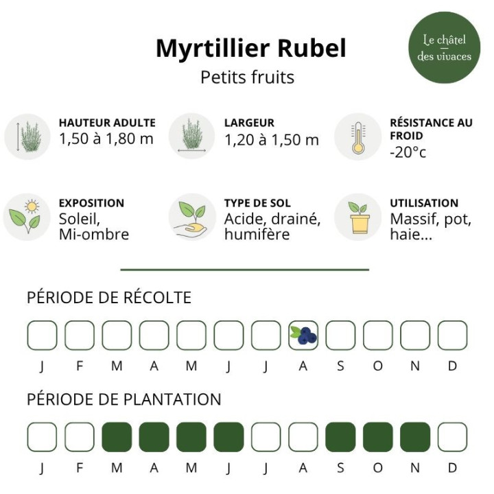 Myrtillier corymbosum Rubel