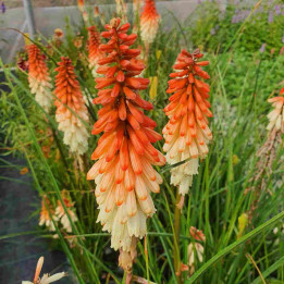 Floraison du Kniphofia Orange Vanilla Popsicle