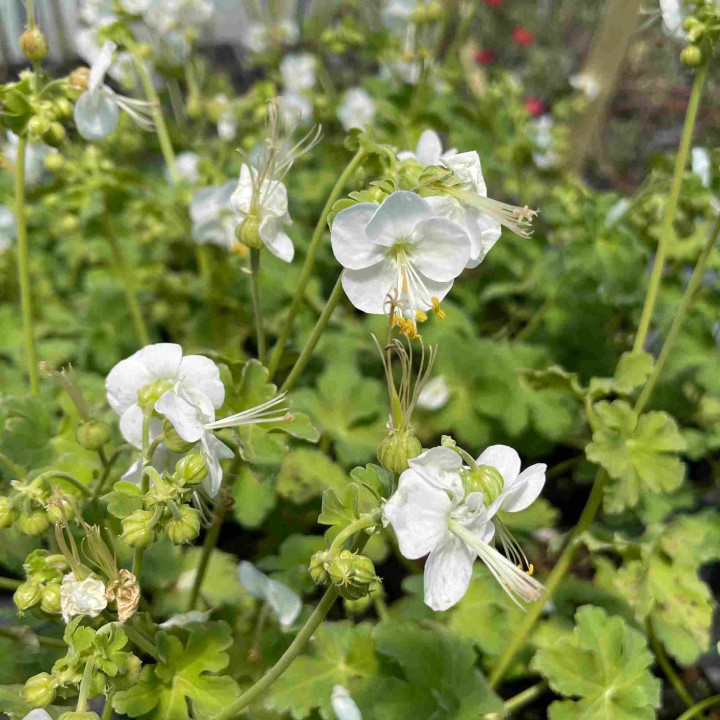 Geranium macrorrhizum White Ness