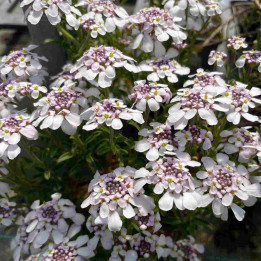 Iberis sempervirens Pink Ice