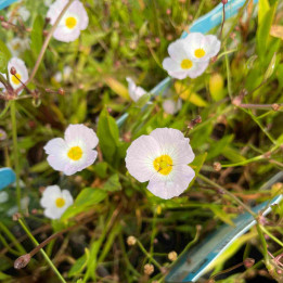 Baldellia ranunculoïdes