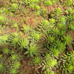Myriophyllum Red Stem