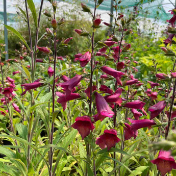 Digitalis illumination Raspberry Digitalis illumination Raspberry