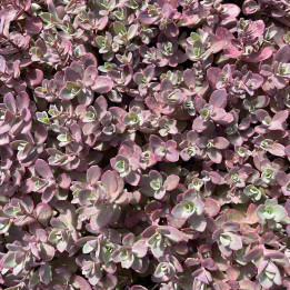 Sedum Sunsparkler Cherry Tart