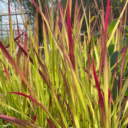 Imperata cylindrica Red Baron