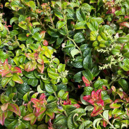 Leucothoe axillaris Twisting Red