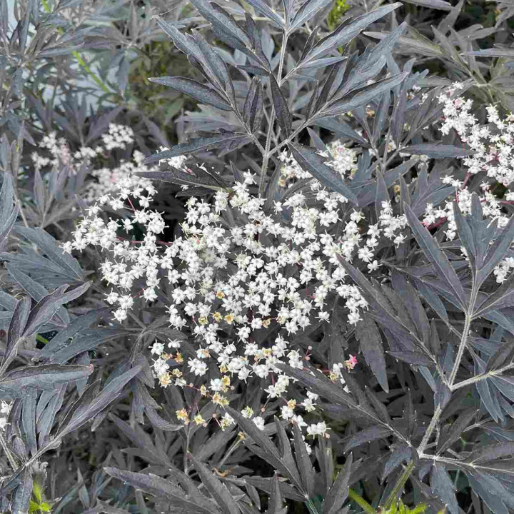 Sambucus nigra Black Lace