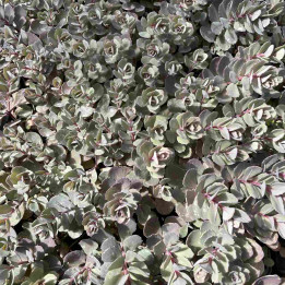 Sedum Sunsparkler Dazzleberry
