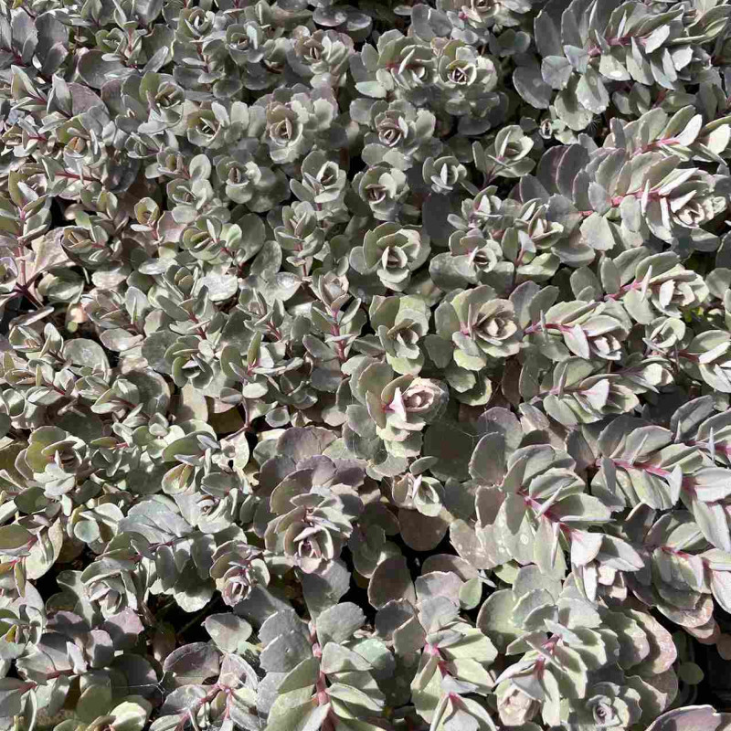 Sedum Sunsparkler Dazzleberry Sedum Sunsparkler Dazzleberry