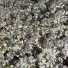 Sedum Sunsparkler Dazzleberry