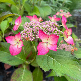 Hydrangea macrophylla Selina