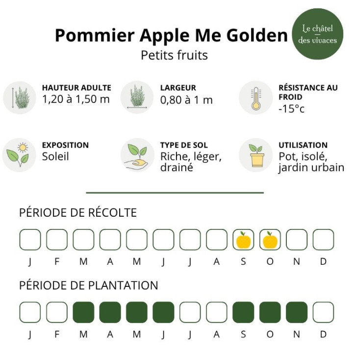 Pommier nain Apple Me Golden